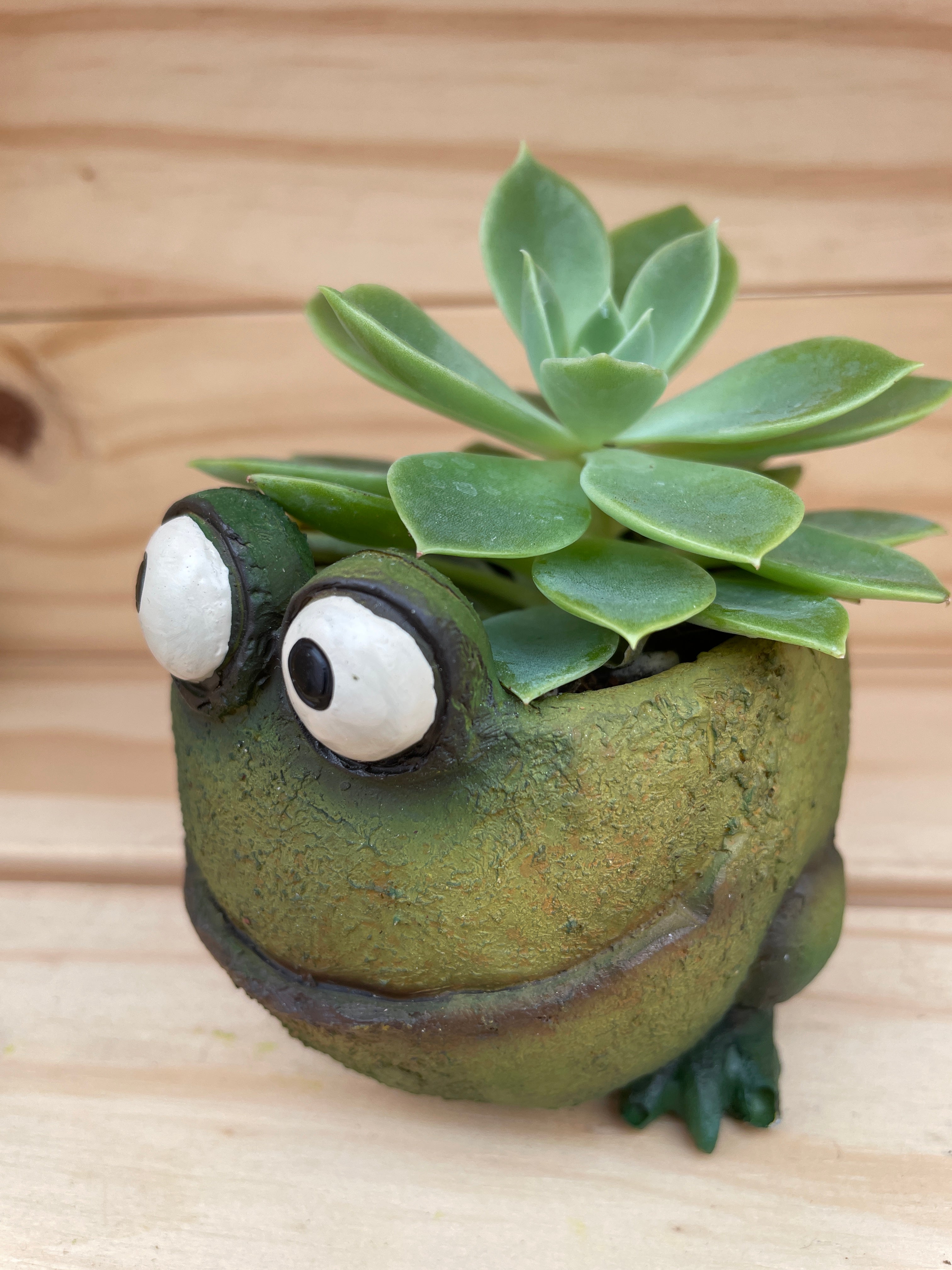 Curious Froggie with ASSORTED Succulent