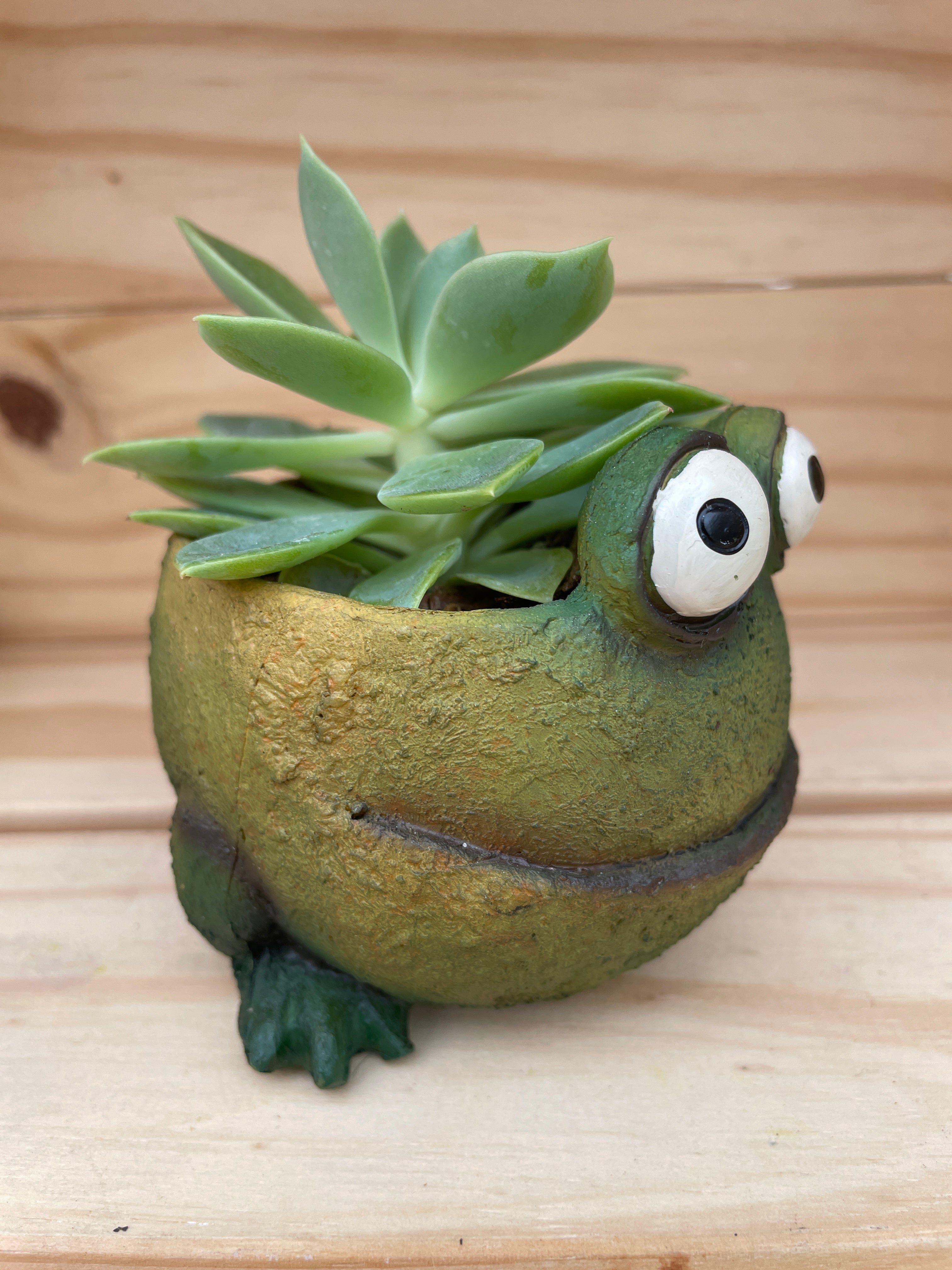 Curious Froggie with ASSORTED Succulent