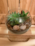 Plant Terrariums