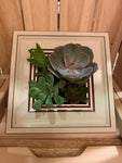 Photo Frame Succulents