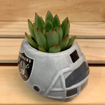 Oakland Raiders Succulent Planter